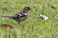 Fringilla coelebs